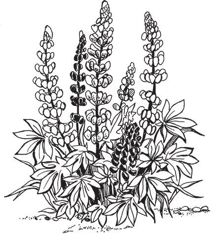 Цветок шалфея и люпина