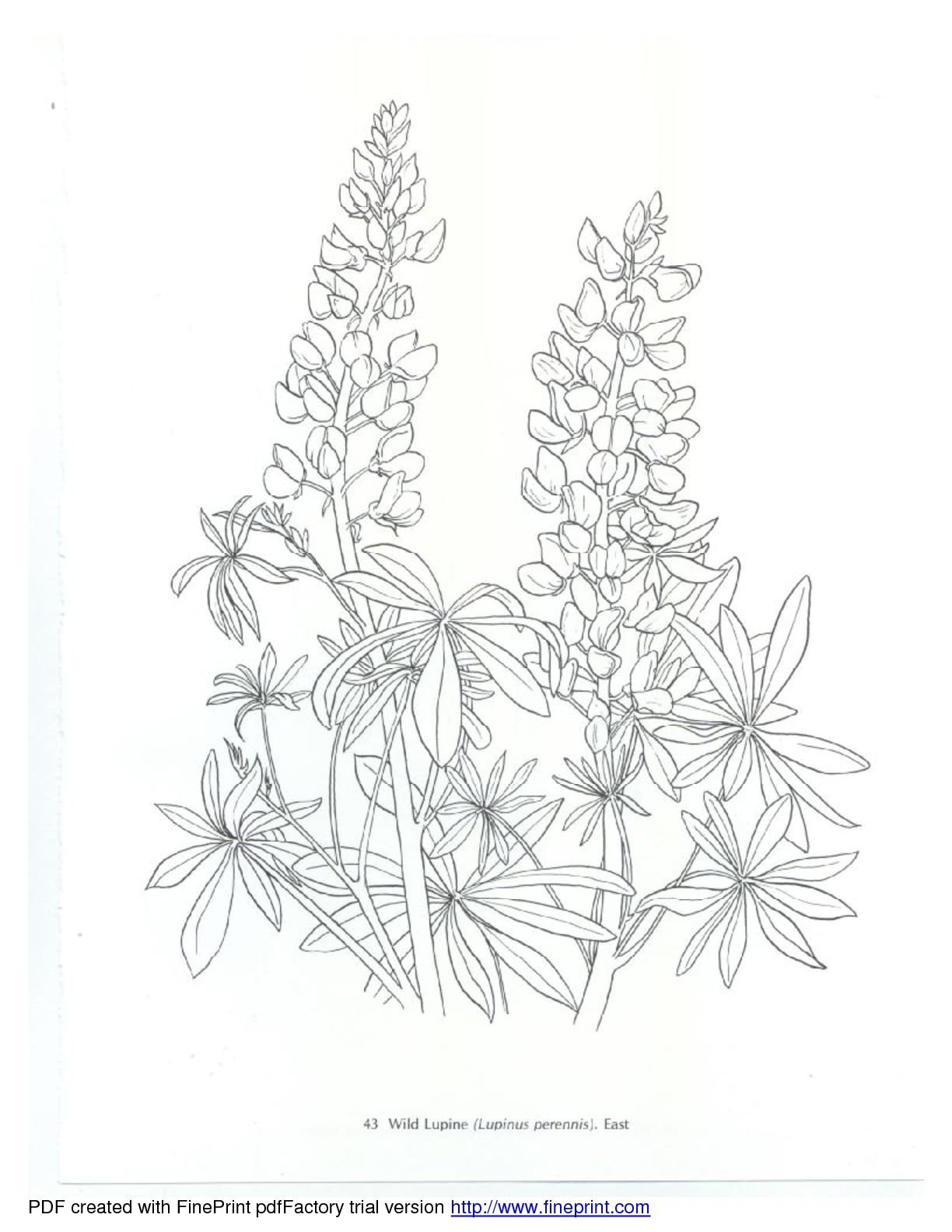 Раскраска Люпин цветок