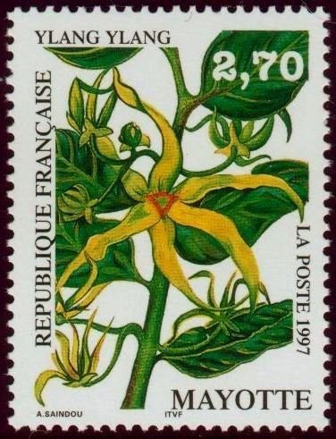 Майот рисунок (49 фото)