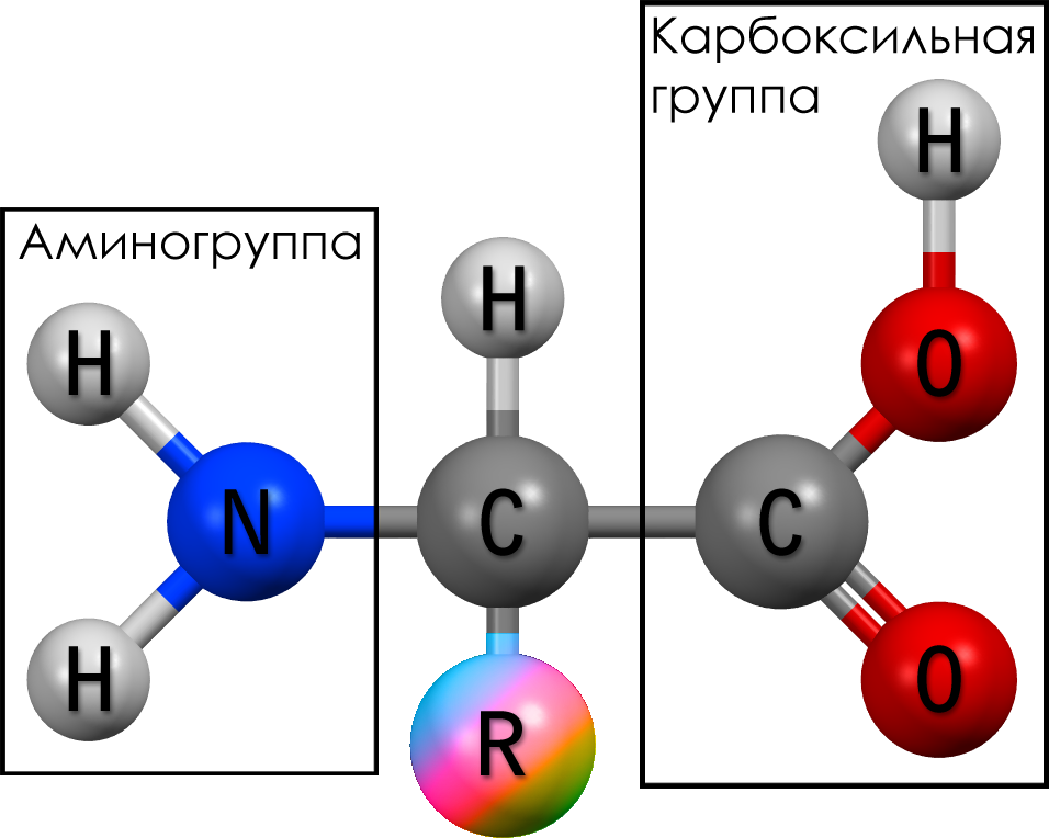 Общая структура α-аминокислот. Строение аминокислоты схема. Строение Альфа аминокислот. Общая формула строения аминокислот.