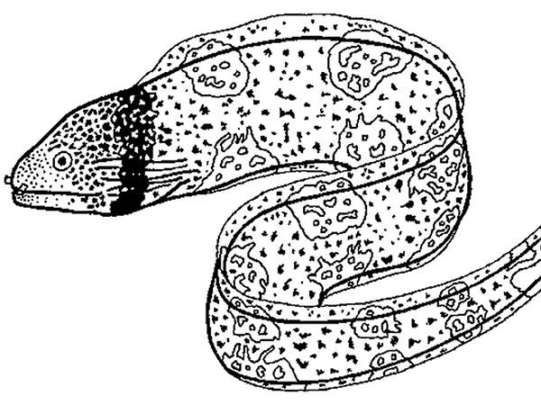 Мурена раскраска