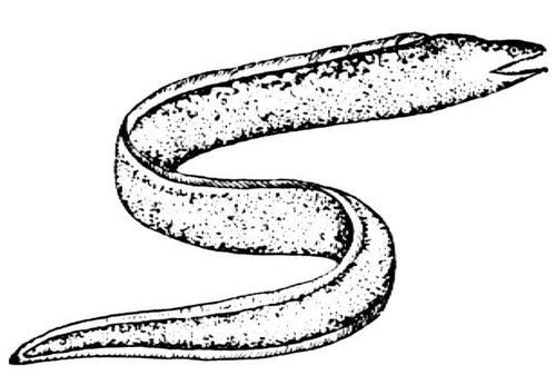 Угревидная мурена