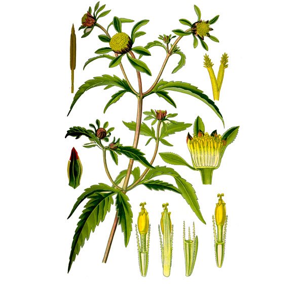 Череда трехраздельная