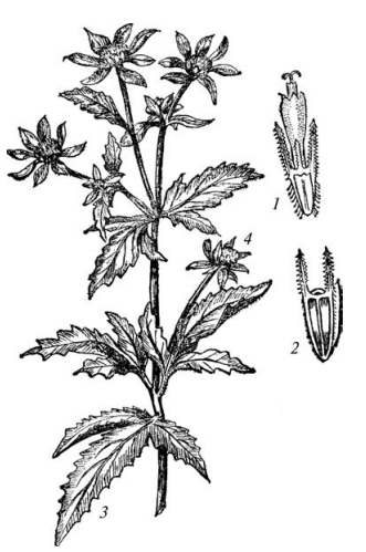 Трава череды трехраздельной Фармакогнозия