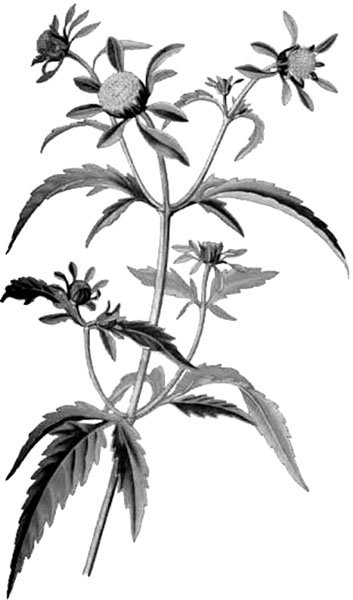 Череда трёхраздельная плод