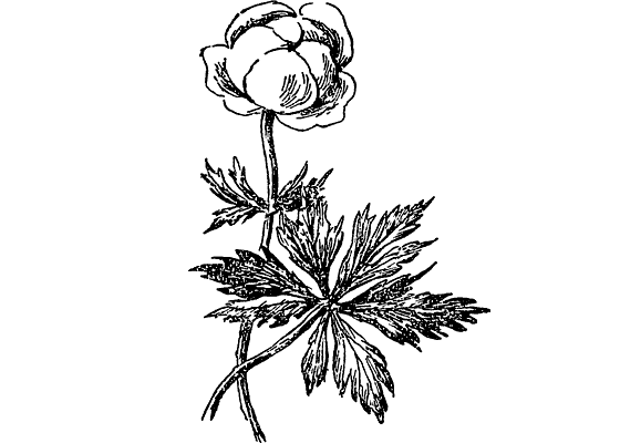 Купальница европейская иллюстрация