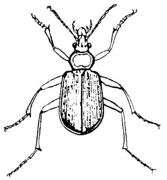 Жужелица Кавказская нарисовать