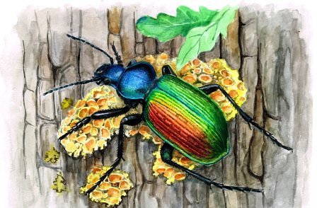 Красотел пахучий рисунок