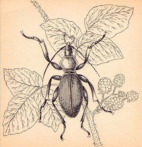 Жужелица раскраска