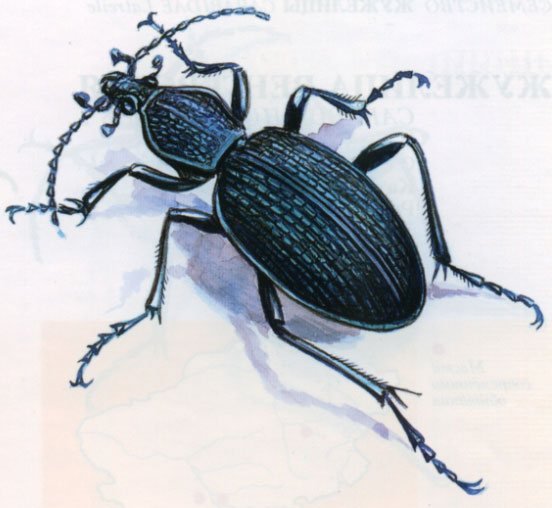 Жук жужелица Кавказская
