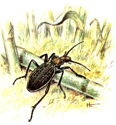 Жужелица Авинова