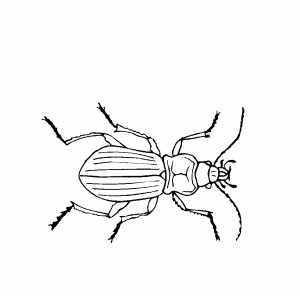 Жужелица раскраска