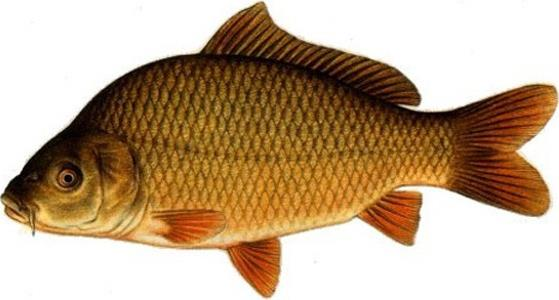 Карп контур