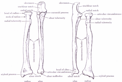 Локоть мультяшный