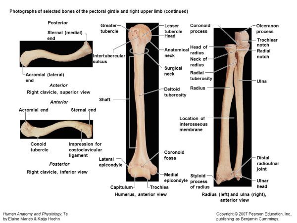 Локоть рисунок для детей
