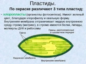 Пластиды растительной клетки