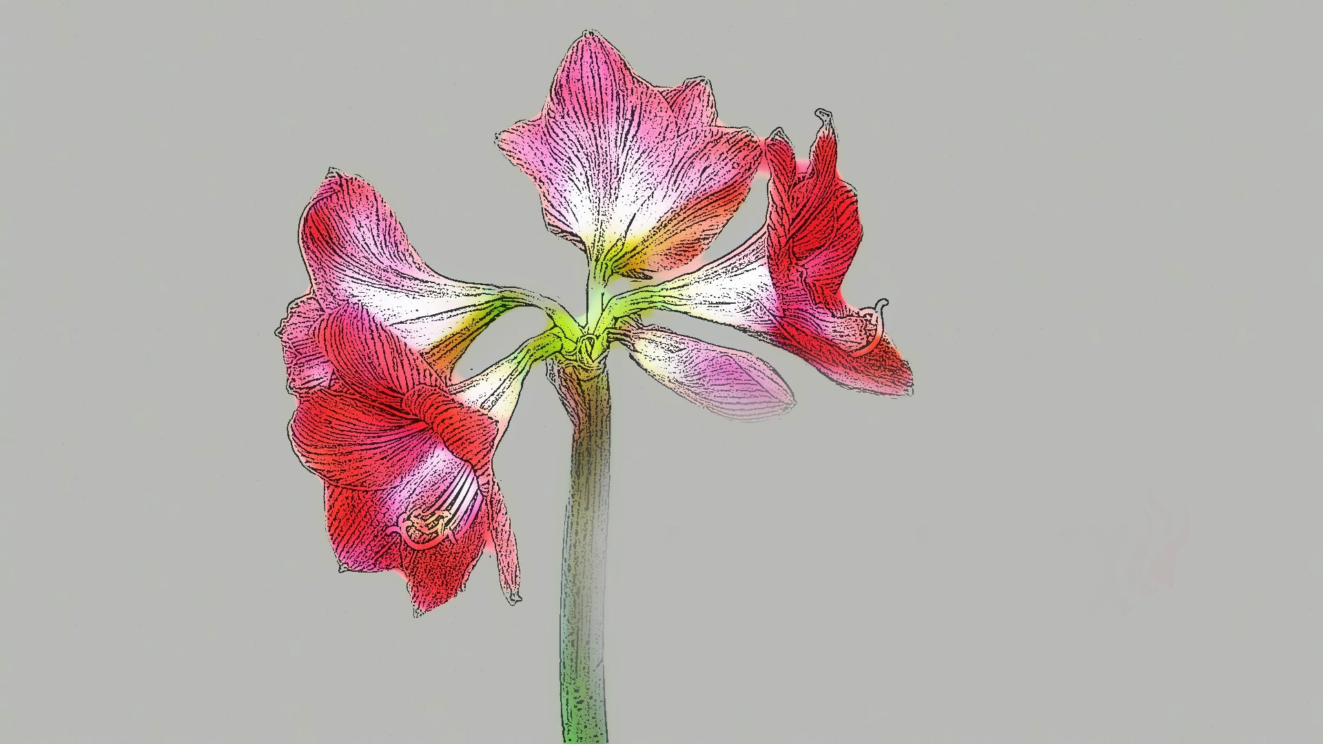 Строение цветка амариллиса