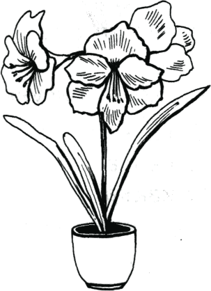 Амариллис красный