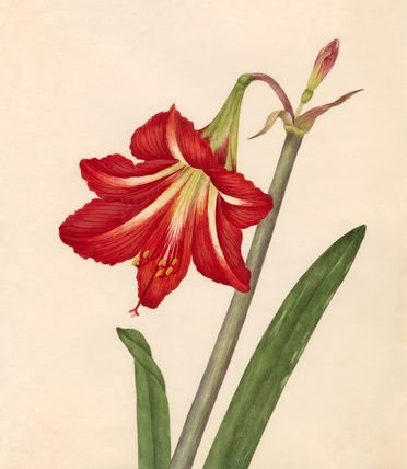 Амариллис тату