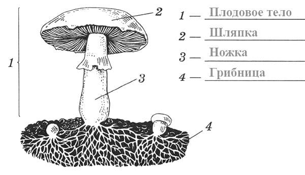 Схема работы пищеварительной системы человека