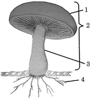 Подпиши рисунок схему (50 фото)