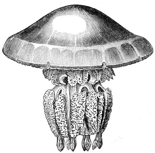 Медуза корнерот