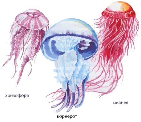 Медуза корнерот и цианея Аурелия
