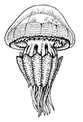 Медуза корнерот