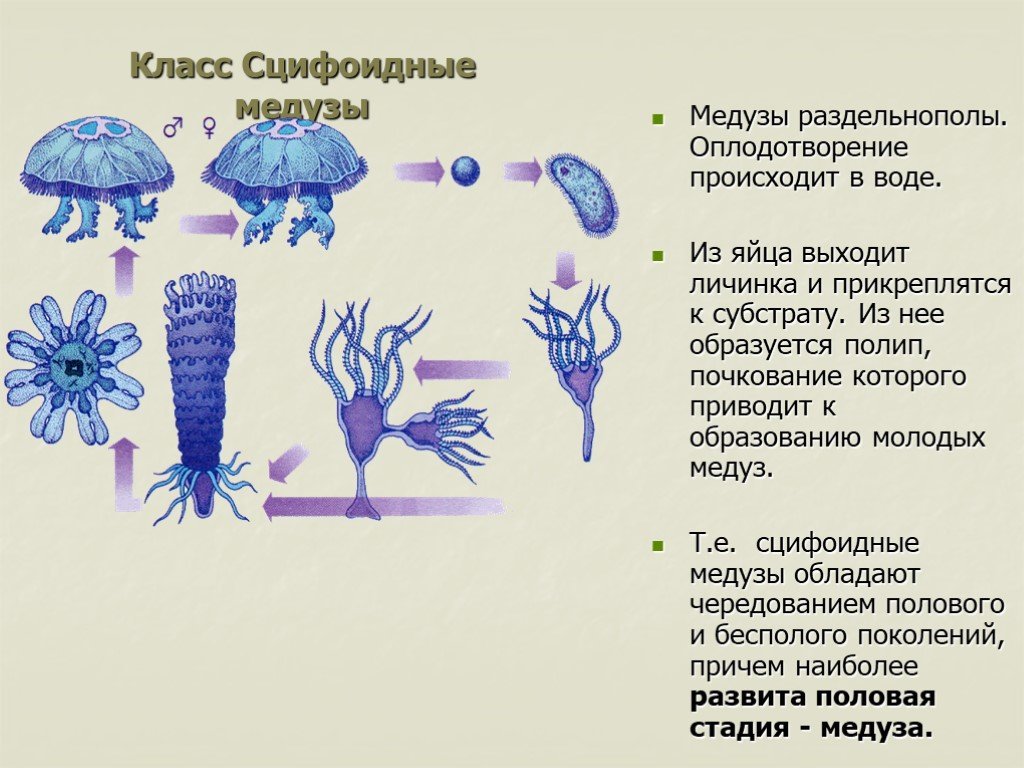 Стадия жизненного цикла медузы. Личинка сцифоидных медуз. Размножение сцифоидных 7 класс биология. Строение эфиры сцифоидной медузы. Жизненном цикле сцифоидных медуз.