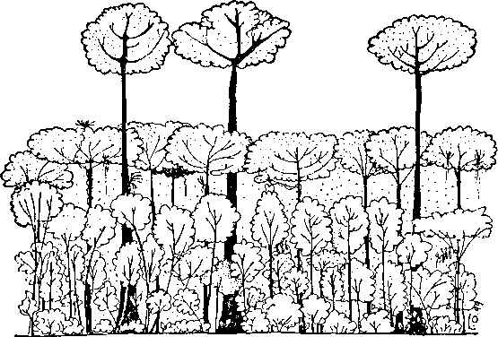 Смешанные леса