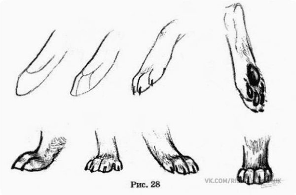 Лапки на прозрачном фоне