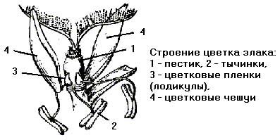 Схема строения цветка злаковых