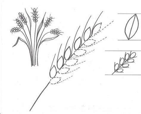 Соцветие пшеницы биология