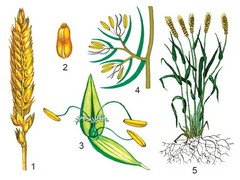 Семейство злаковые строение цветка