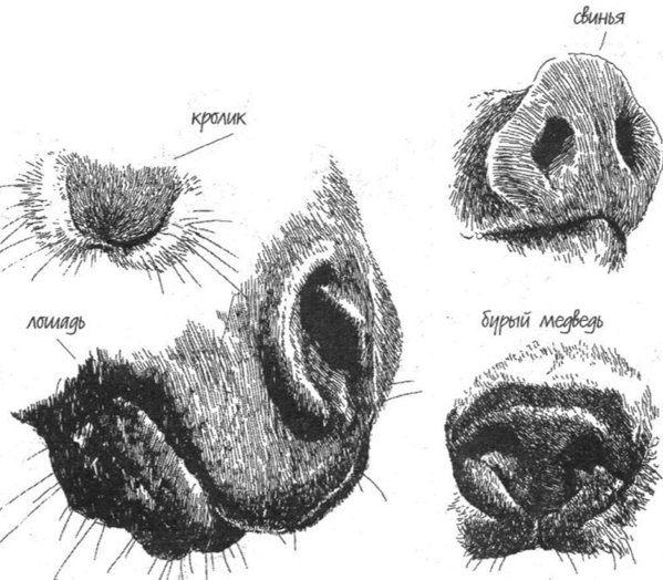 Нос животных рисунок