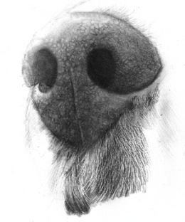 Нос собаки карандашом