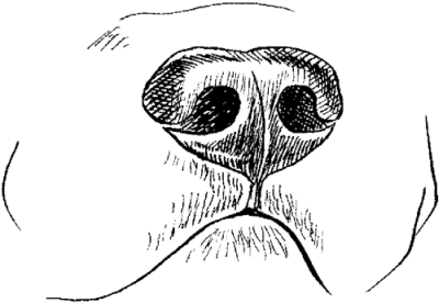 Мультяшные носики животных