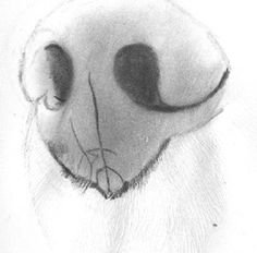 Мордочка собачки