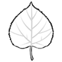 Лист березы раскраска