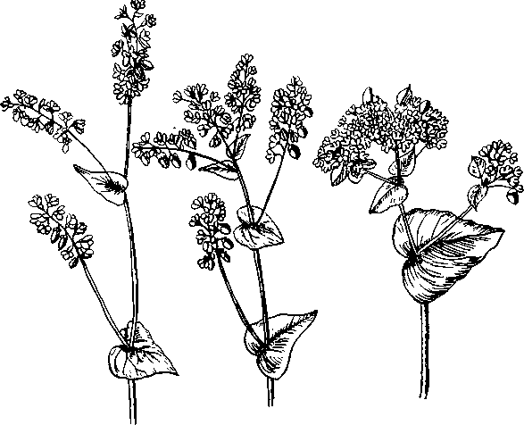 Гречиха посевная соцветие