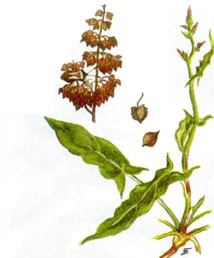 Плод щавеля