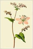 Гречиха Татарская акварель