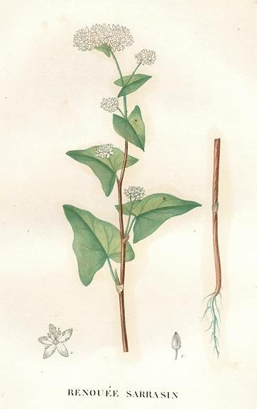 Ботаническая иллюстрация гречихи