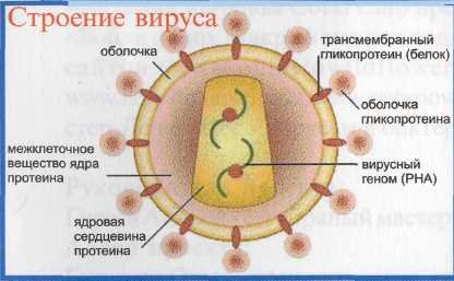 Строение типичного вируса