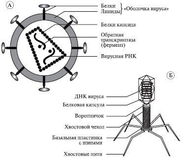 Схема строения вируса герпеса