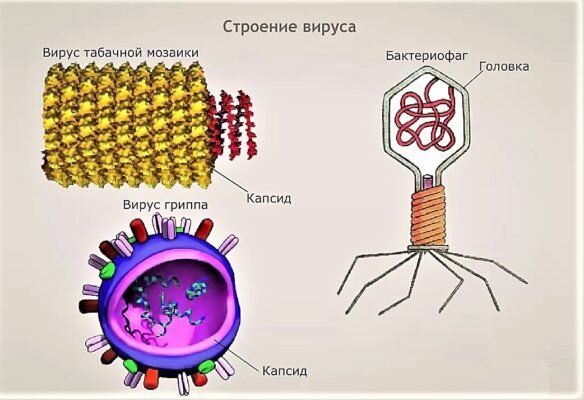Плакат вирусы