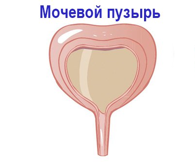 Рисунок мочевой пузырь человека