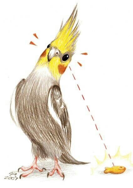 Попугай корелла скетч