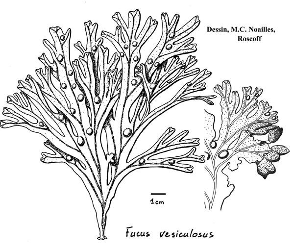 Фукус пузырчатый водоросль