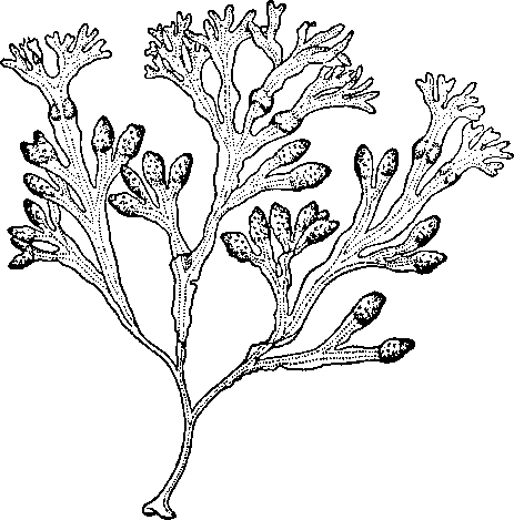 Фукус водоросль рисунок